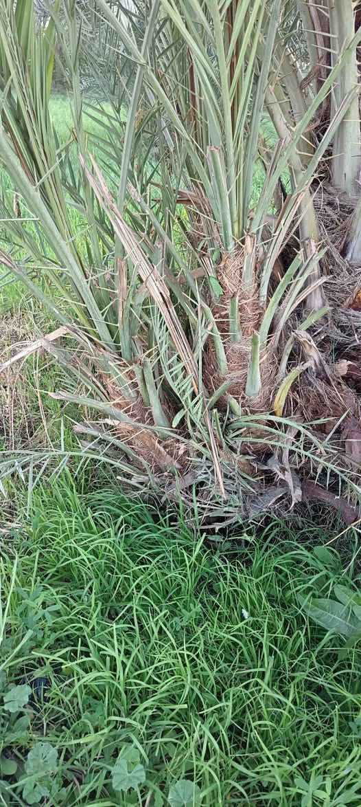 يوجد فسايل عمراني درجه اولى المكان واسط قضاء الصويره اي للاستفسار خاص مفتوح او نتصال عله رقم ***********
