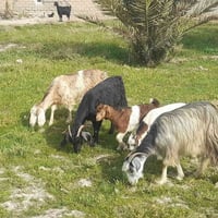 صخول مطافيل • ٤ • سماوه