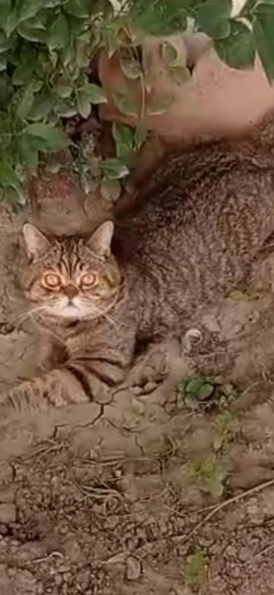 ئه م بشيله به ژ ربوه ئه و که سه ک بينيوە ته لفون بۆ ژمارە بکه  ***********
