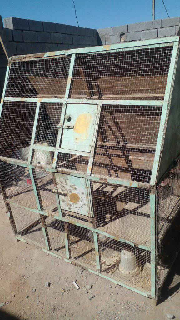 قفص طيور الحب عوزه ترتيب بسيط 
سعر ١٥ تعال شوفه وتوصيل مجاني بثواب موتانى.


**إذا كنت صاحب هذا الإعلان وتريد حذفه لأي سبب، رجاءا أرسل رسالة إلى الدعم الفني**