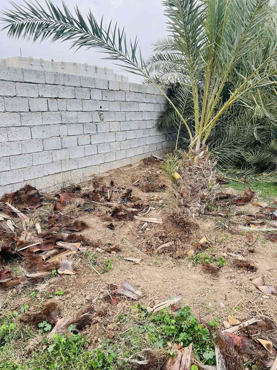 عمل اليوم في ناحية الزاب بتاريخ 10/2/2026 الثلاثاء 
خطوات القلع والنقل والزراعة 
١-تكريب وتنظيف النخلة وتجهيزها للقلع
٢-حفر وقلع بشكل صحيح 
٣-نقل بشكل صحيح بحيث جمارة النخلة ما تتأذى
٤-زراعة صحيحة مع وضع مضاد فطري للحفاض عل النخلة من التعفن والفطريات 
٥-واخيراً تحويض النخلات بشكل صحيح ومرتب
اتصل وتدلل
للأتصال ***********
#تكريب
#تكريب_النخيل
#تكريب_وتنضيف_النخيل
