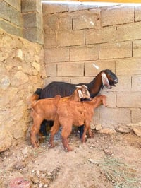 عنز • حامل • خشنه