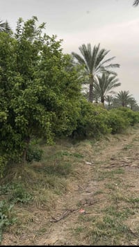 للبيع ارض دونم في بغداد الزعفرانيه سعر 250 مليون الاستفسار/07704679011