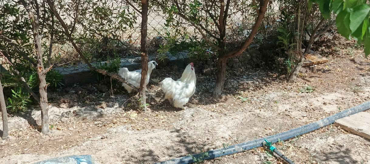 سيت دجاج قطبي للبيع واحد كرك ويه بيض وثاني بياض اي استفسار اتصل ***********
