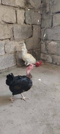 دجاج ابو ركيبه • دجاج • ابو ركيبه • كربلاء الحسينيه • للبيع