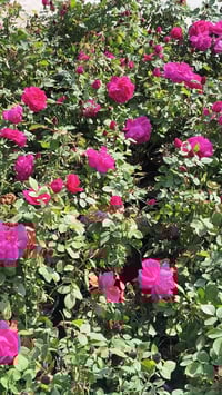 ورد الجوري • شهربان • حي العصري