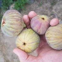 شتل تين • متر و٥٠سم • جملة ومفرد