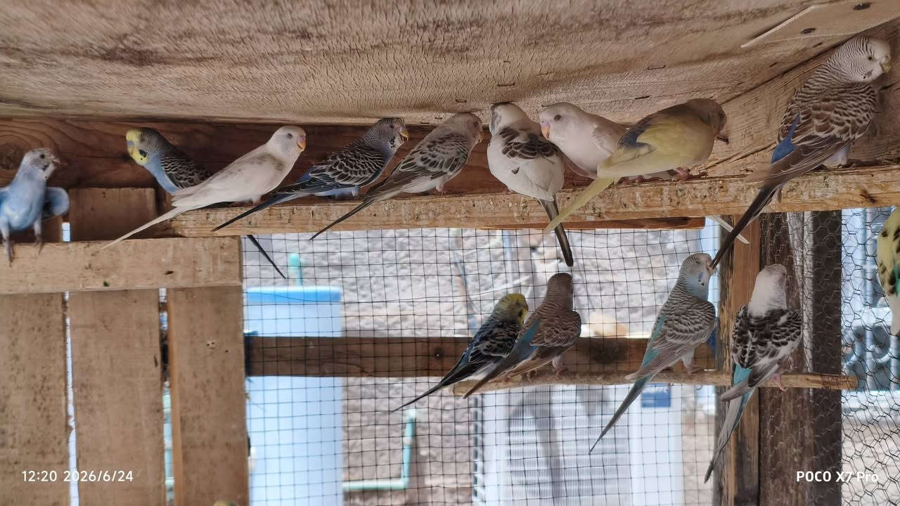 بسم الله ماشاءالله 
اكو زلم تدخل تعامل وتشتري وتحجز ضل تنتضر بيه يغلس حته مايرد بس احب اكلك أنته والمره سوه 
مع احترامي للزينين 
متاح طيور حب تركيبه ورينبور وعادي  20زوج ابيع شلع سعره الزوج 10وبيه مجال للشراري يتفضل خاص ويدلل 
الطيور نضيفه جدا تلهث من الحر


**إذا كنت صاحب هذا الإعلان وتريد حذفه لأي سبب، رجاءا أرسل رسالة إلى الدعم الفني**