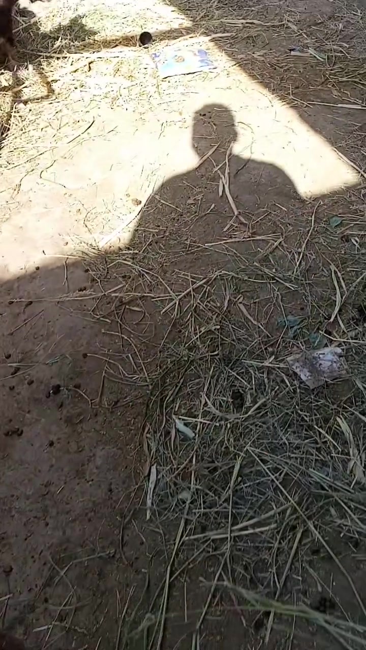 من رخصت الادمن  للبيع جدي بعده ع الحليب سمين خير من الله سعر 250 الف    واتس موجود ع الارقام     مكاني فلوجه  نهايه الشهداء  *********** اثير ***********
