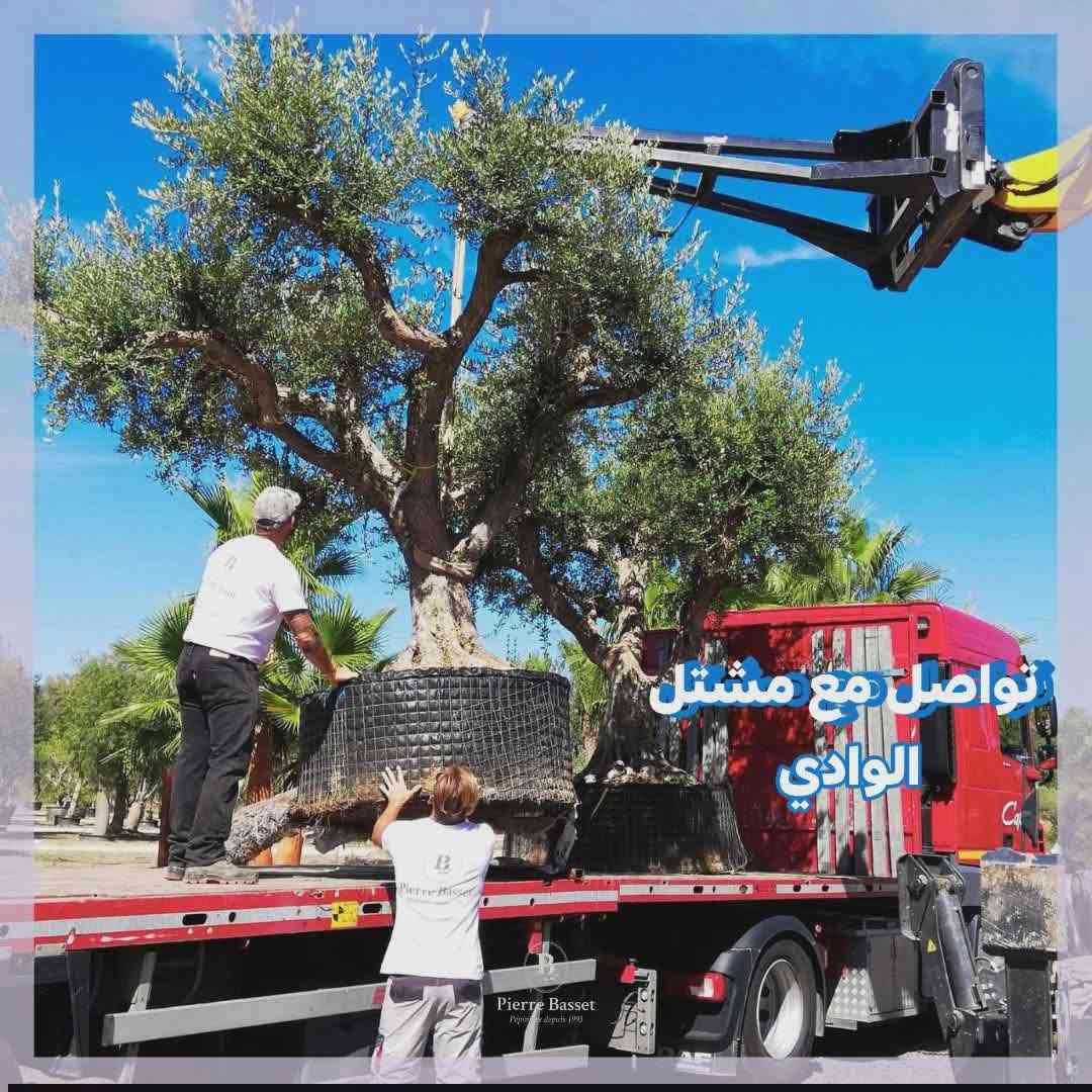 متوفر الان الأشجار العملاقه 
***********
