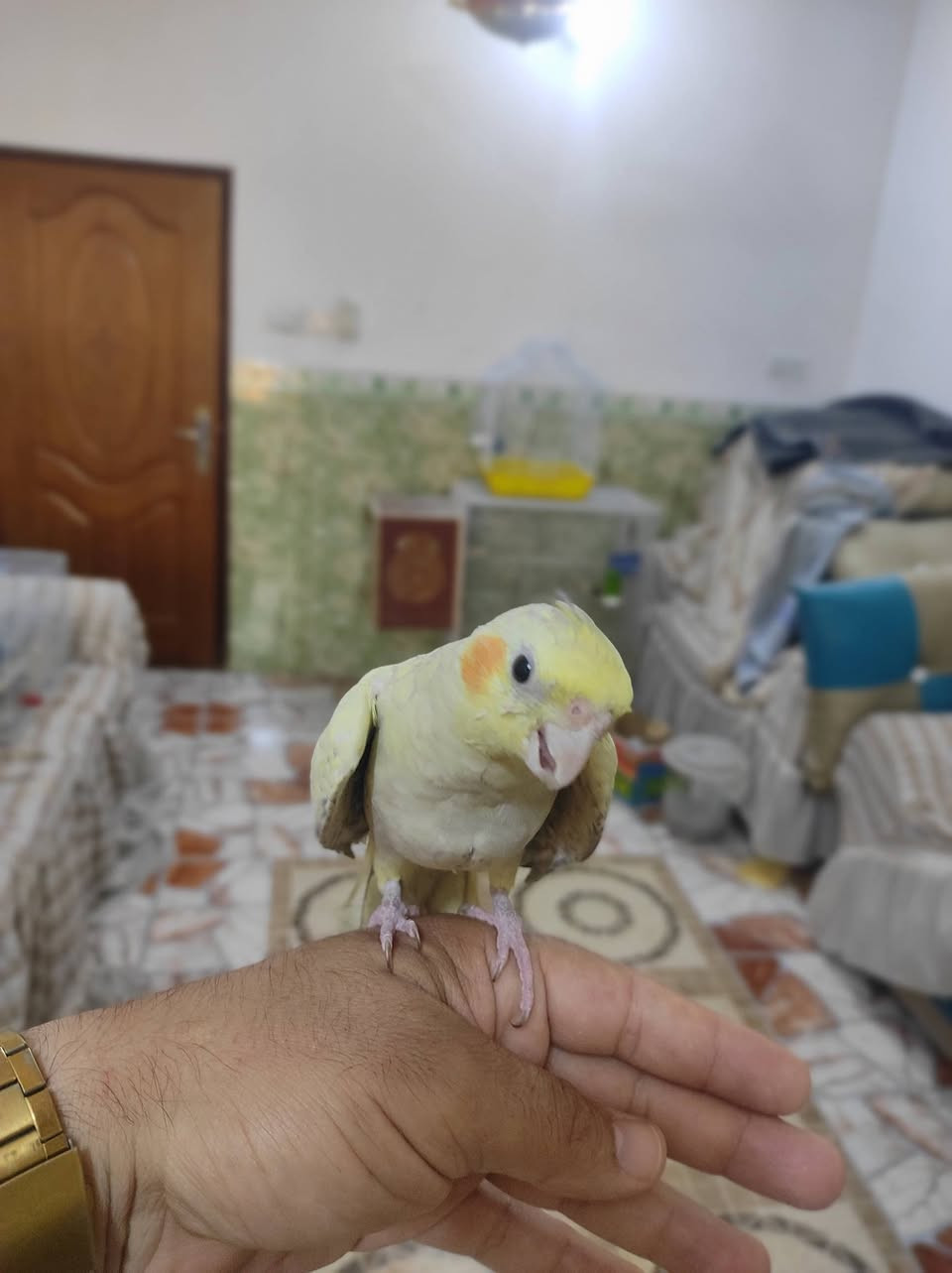 كوكتيل عسلي عمره 3شهر طير اليف فول البيع


**إذا كنت صاحب هذا الإعلان وتريد حذفه لأي سبب، رجاءا أرسل رسالة إلى الدعم الفني**