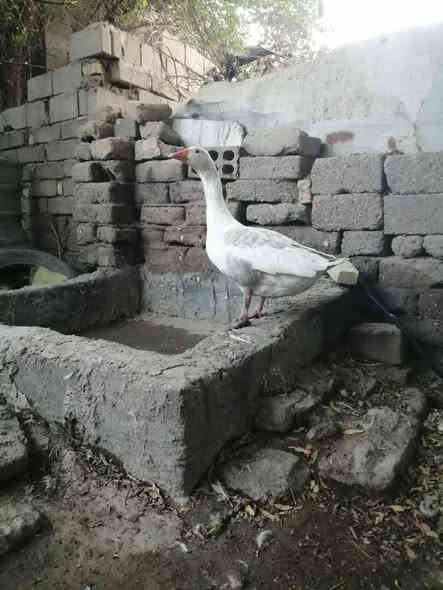 ذكر بط عادي خشن حايل سعر30 الهوير ***********
