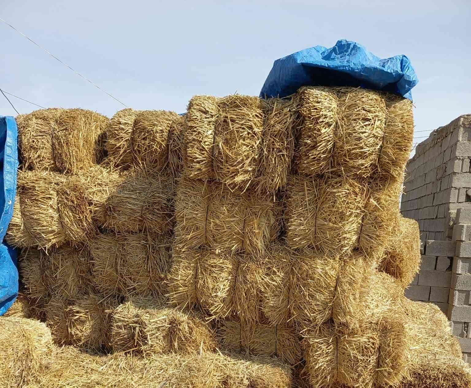 السلام عليكم كبس تبن للبيع مال حنطه 
العدد تقريبا 300كبسه تريد جمله مفرد سعر الزوج 6000 قفل الاتصال ع الرقم ***********
