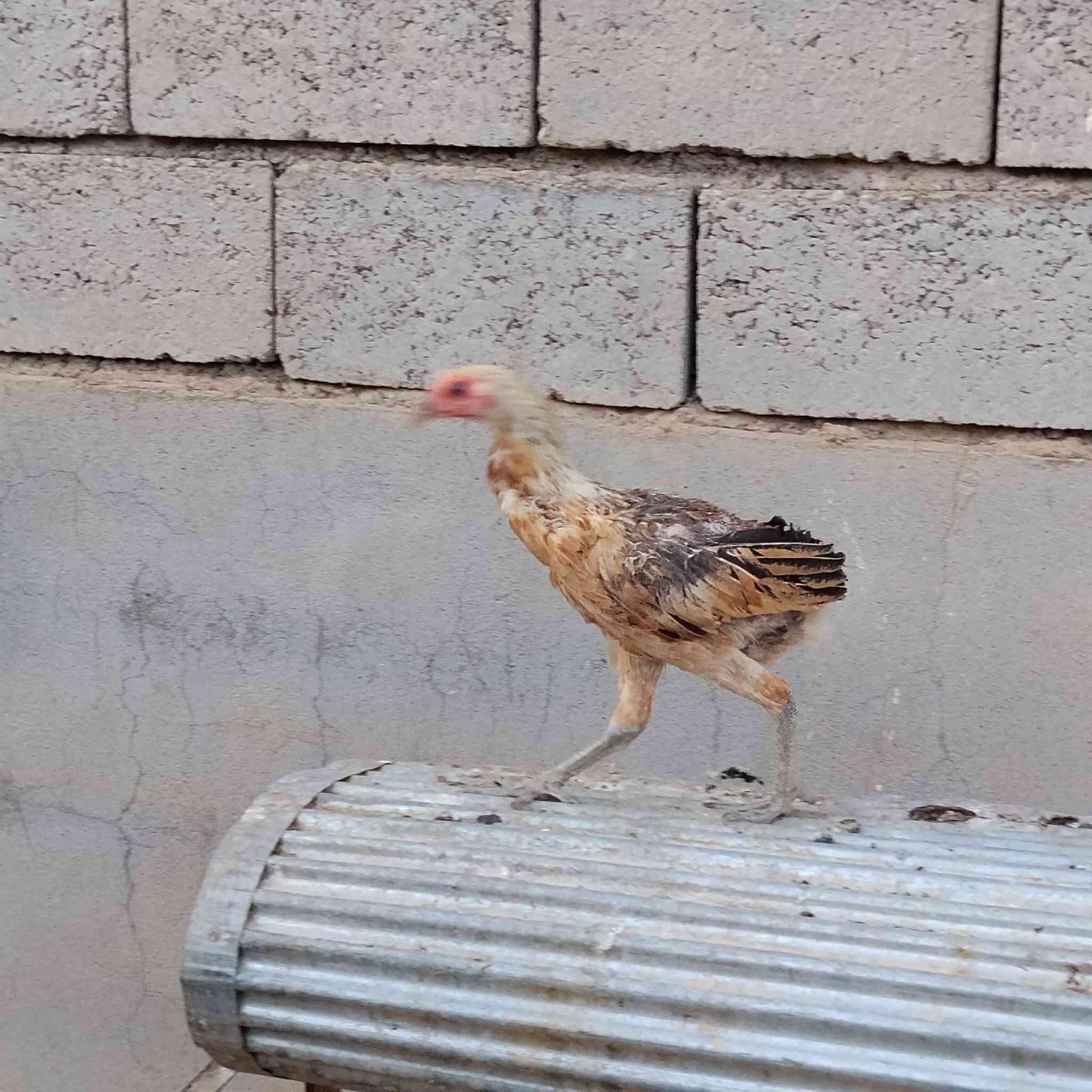 بار وباروكن بو فروشتن شوينم لة كةلارة


**إذا كنت صاحب هذا الإعلان وتريد حذفه لأي سبب، رجاءا أرسل رسالة إلى الدعم الفني**