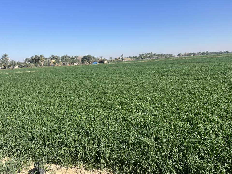 السلام عليكم شاطيه 40 دونم كافت خدمات مع بيت صب مسلح ومشتمل مضخات ماء مزروعه حنطه حالين هواي تفصيل بيه واسط قضاء النعمانيه على نهر دجله مباشر صدر وذنايب شط كافت الخدمات سعر الدونم 17 قابل التفاوض شراي يتصل يدلل ***********
