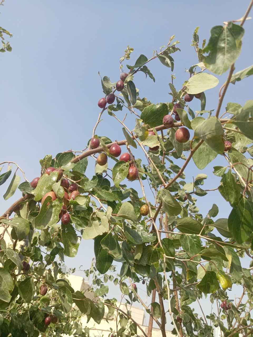 مستعدين لتطعيم السدر تفاحي البصراوي🍏 عرموطي تايلندي🍐 باكستاني زيتوني مكان ذي قار قضاء نصر رقم هاتف *********** وا.تساب☎️
