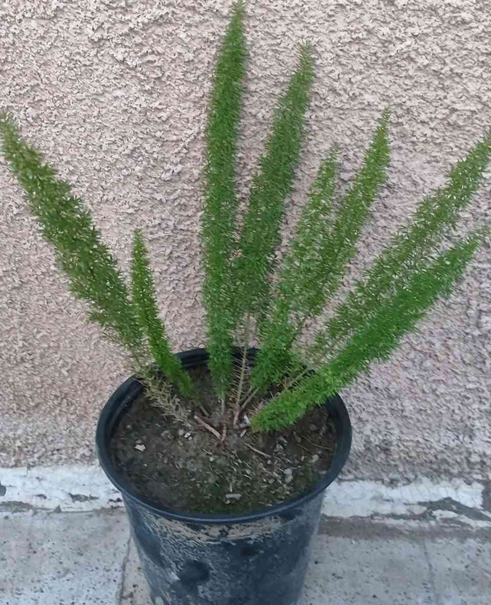 جميع انواع المكحله الف ونص السندان 
الصباريات ٢٠٠٠
الصالون ٤٠٠٠
ذيل الثعلب ٣٠٠٠
توصيل فقط لاغلب احياء الموصل 
للطلب يرجى مراسلة الصفحة


**إذا كنت صاحب هذا الإعلان وتريد حذفه لأي سبب، رجاءا أرسل رسالة إلى الدعم الفني**