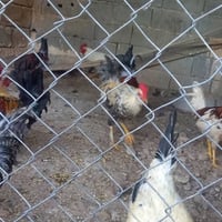 ٢٢ کەڵەشێری كردی • جوان وەزندار • کەلار رزگاری