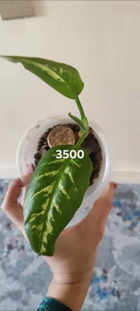 ورد • هەلەبجەی شهید • أبيعلك