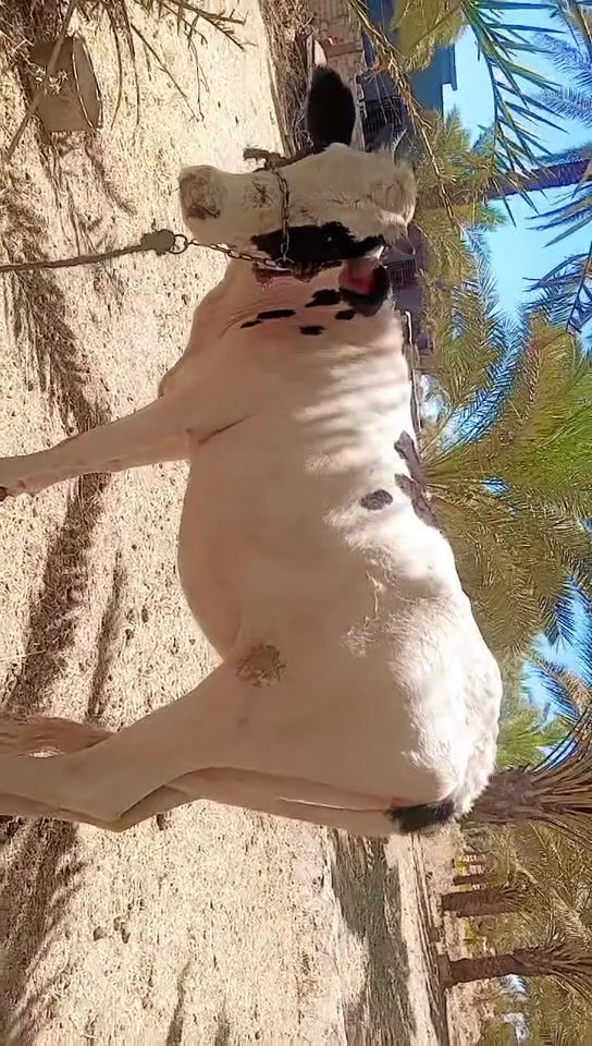 سلام عليكم الئ اصحاب المواكب ابأجير اكصابه واكو عجول كصابه وطليان مكاني بابل جبله توصيل ماكو ///***********
