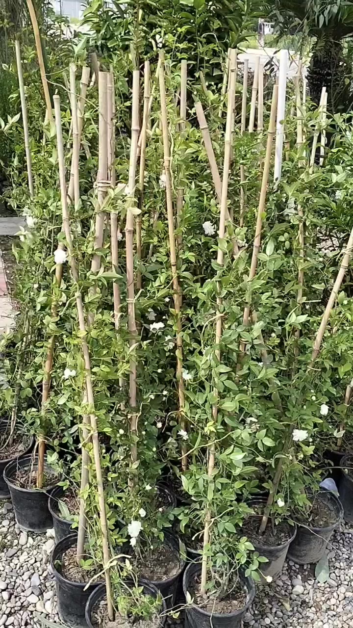 #نسرين_ابيض_متسلق_وعطري🤍🤍🤍

العنوان/ خانقين شارع المستودع مقابل مشروع الماء 

توجد خدمة توصيل داخل خانقين 🚕🚕🚕


**إذا كنت صاحب هذا الإعلان وتريد حذفه لأي سبب، رجاءا أرسل رسالة إلى الدعم الفني**