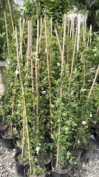 نسرين عطري • متسلق • خانقين