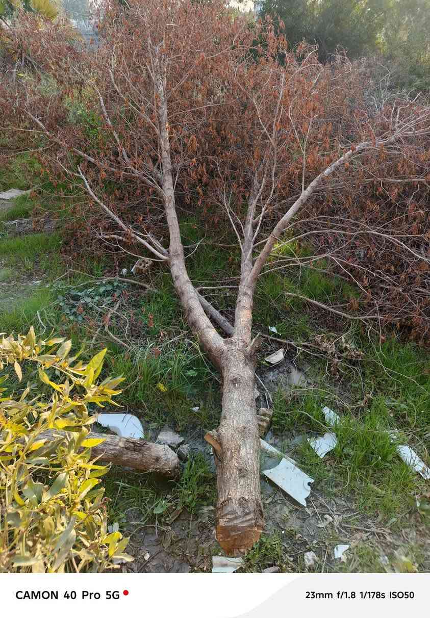 سلام عليكم حطب للبيع انطي سعر الي يعجبك واخذه مكان نهروان قرب اسواق القمة ***********
***********
