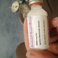 لقاح نيوكاسل • زيتي هولندي • طارميه