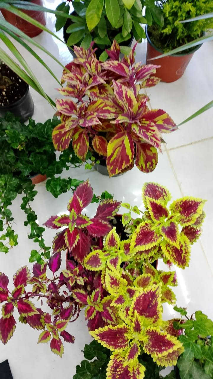 انواع النباتات الضليه والخارجيه توصيل داخل كركوك وخارج 
للستفسار راسلو صفحه


**إذا كنت صاحب هذا الإعلان وتريد حذفه لأي سبب، رجاءا أرسل رسالة إلى الدعم الفني**