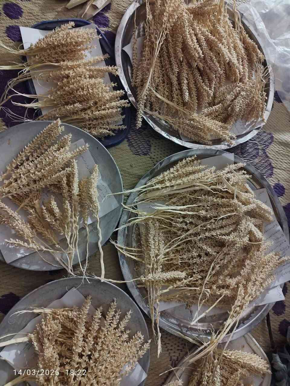 سلام عليكم الئ اصحاب البستاين
يتوفر لدينا. لقاح نخل. 
بكميات خير من الله
الي يحب يحجز يتفضل خاص
اويتصل عل رقم
***********
اخوكم قصي الجحيشي
