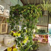 لبلاب كبير • ١.٥م+ • ديالى المقدادية