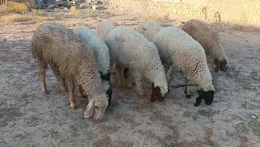 سلام عليكم طليان للبيع شلع او مفرد شراي يتصل ***********خاص واتساب توصيل موجود مكاني حي البتول
