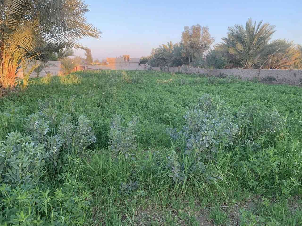 بلروز يمام عسكر 200سعر***********
