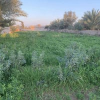 بلروز يمام عسكر • ٢٠٠م • أرض