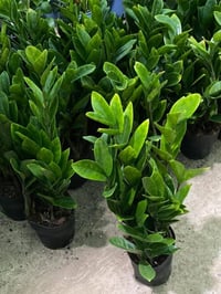 نباتات ظلية • مستوردة • سبع ابكار