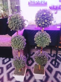 اشجار • ٢ • وحدة ١٠ و٢٠