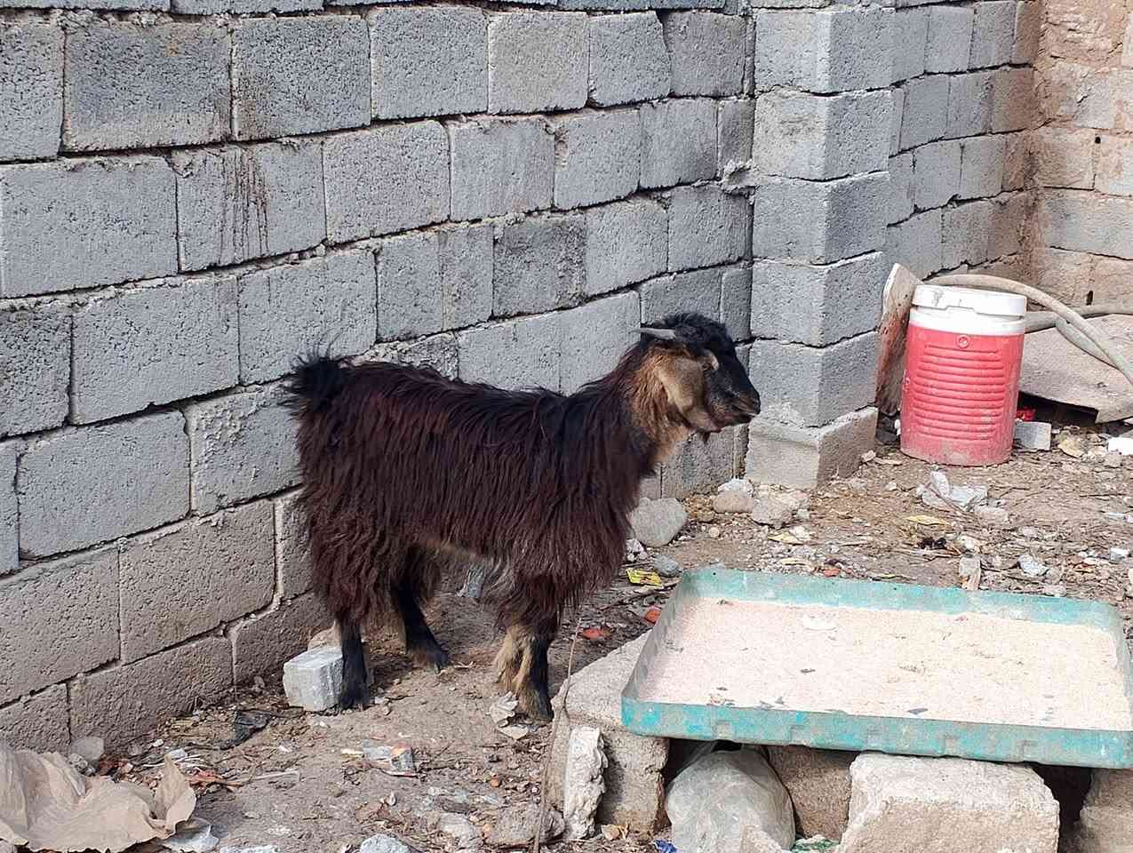 صخله للبيع سعر 115 بي مجال قليل ***********
