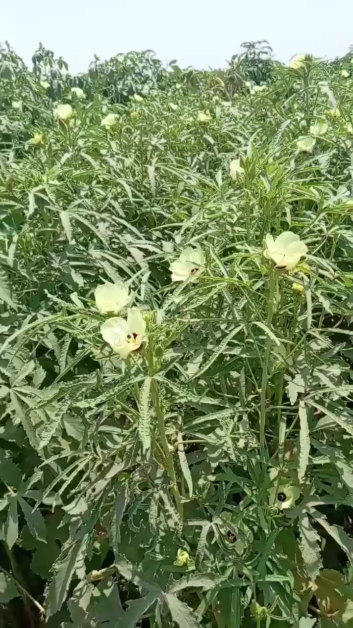 يوجد حب باميه  الستفسار هاذالرقم  ***********
