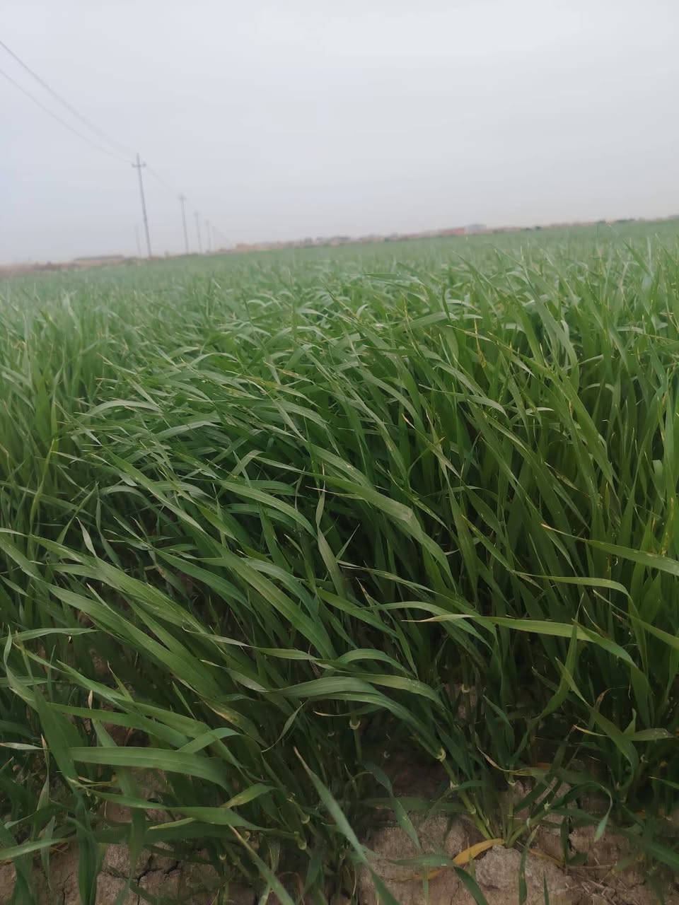 السلام عليكم يوجد زرع اشعير للبيع المساحة خمسه دونم على الشارع بالنجمي ***********
