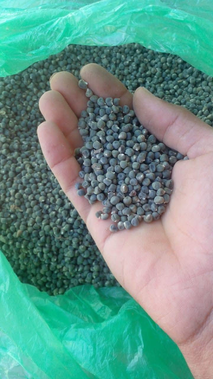 يتوفر بذور بانيه للبيع مشروطه نفس الصوره درجه أولى اذا مو نفس شكل صوره خسار السعر 25 ألف قفل
#للإستفسار مراسلة الحساب أو الأتصال على الرقم ***********
#ملاحظه (هذا تصوير اني مصوره مال بستاني
