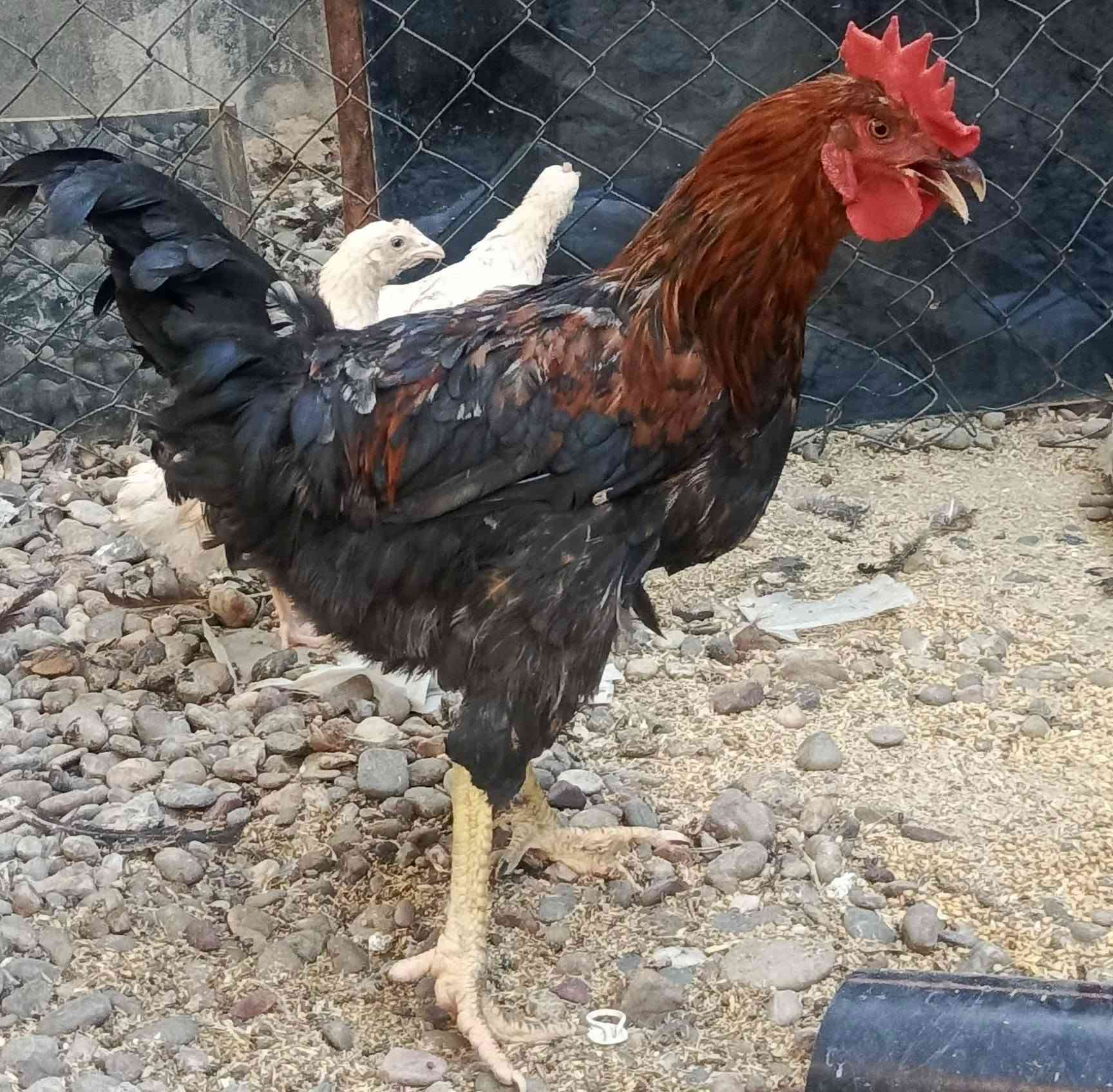 سلام عليكم 
ديوجة للبيع الوزن من كيلو ونص الي كيلوين سعر الزوج 30الف وبيه مجال مكاني كركوك ما عندي توصيل الشراي يجي على الخاص لو يخابر العدد 6ديج 
سعر الشلع يختلف عن سعر المفرد 
***********
