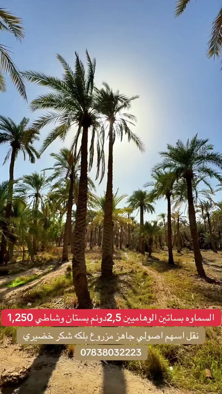 📍 دونم وربع شاطي مع 2ونص دونم تبليط بساتين الوهاميين
   نقل اسهم باسم شخص واحد الاجمالي 4 دونمً السعر330
للاستفسار الاتصال
***********
