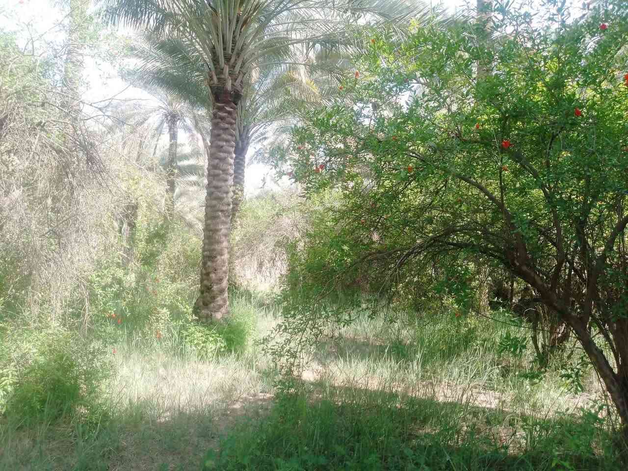 دونم سند 25 للبيع تحويل اسهم بأسم المشتري كربلاء طريق بغداد عمود 54 خلف جامعة الزهراء  يبعد عن الشارع العام تقريبا كيلو ونصف وعن التبليط تقريبا 50 متر يحتوي دار مساحة البناء 225م بناء درجة اولى 3غرف نوم وصالة واستقبال ومطبخ وصحيات كافة الخدمات ماء اساله ونهر سقي وكهرباء واجهة الدونم تقريبا 80 م البستان  غابة حمضيات ونخيل السعر وباقي التفاصيل الاتصال على الرقم ***********
