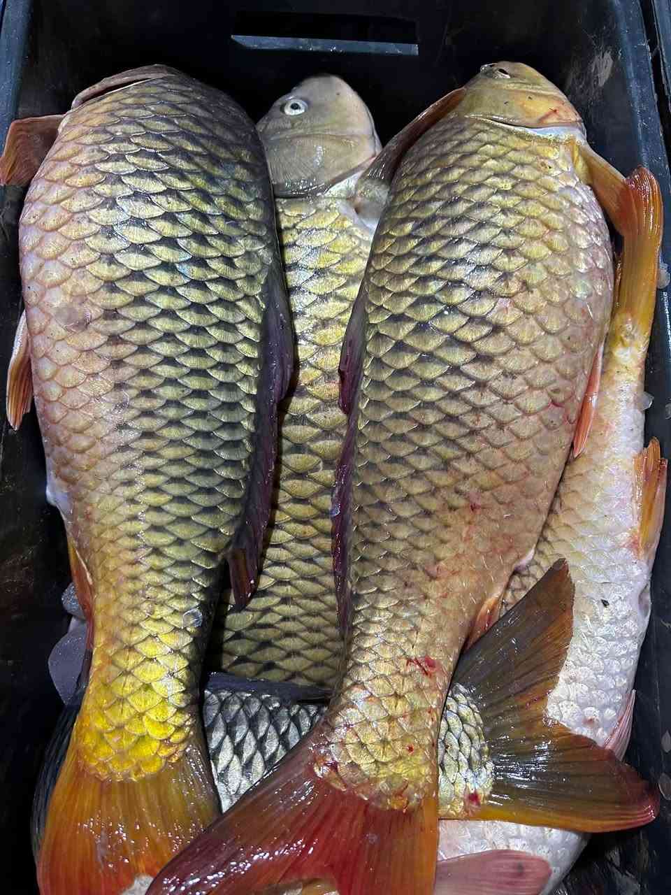 سمك بحيره خشن🐬🐬🔥🔥
يابه التازه وصل بعده يلبط سمك (كرفه)💯💝
متوفره جميع الأوزان 💪💪🎁🎁
سعر الكيلو 4500دينار مناسب جدا 👌👌
متوفره الأن في أسواق النور للمواد الغذائيه🛒🛒
#العنوان_الأنبار_عانه_شارع_المصرف_مقابل_التربيه🚘🚖


**إذا كنت صاحب هذا الإعلان وتريد حذفه لأي سبب، رجاءا أرسل رسالة إلى الدعم الفني**