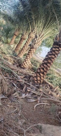 حطب • للبيع • سعر مناسب