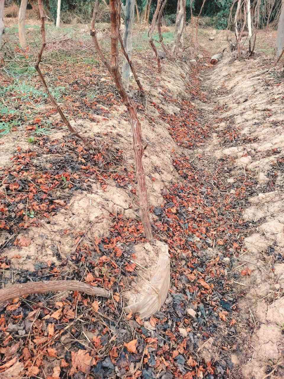 السلام عليكم
للبيع بيش عنب🍇🍇
نوع حلواني واسودّ فرنسي 
للاستفسار الاتصال على الرقم الآتي
‭٠٧٨٨ ٦٨٣ ٥٥٨٩‬
