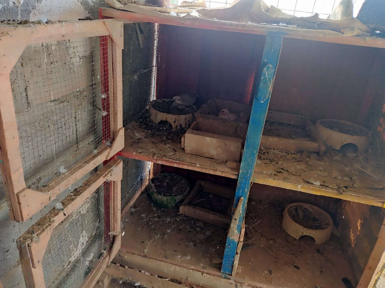 ئەم قەفەسە بۆ فرۆشتن 4 خانەی گەورە و پاک و خاوێنە زۆر جوان و تازەیە سعریشی گونجاوە 
بۆ بەخێو کردنی و جوجکە و مریشکی کڕ کەوتوو دەرەجە یەکە بۆ کۆتریش عەیبی نیە لە کەلارم 
ئەدمین❤️.


**إذا كنت صاحب هذا الإعلان وتريد حذفه لأي سبب، رجاءا أرسل رسالة إلى الدعم الفني**