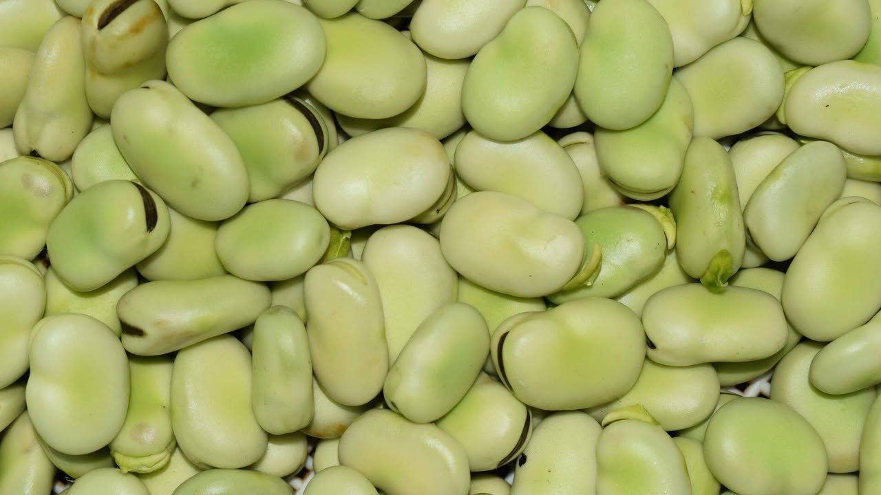 حبايب مثلما واعدتكم للباجله بفضل رب العالمين نفتح الحجزعل باجله خضره ومفلسه ونكيسه حسب الطلب الكيلو 3000والله علينه كلش غالي والي حجز ونسينه اسمه يرجع يذكرنا واحنه الممنونين ولكن🙋عكب باجريلانجهزتعرفون باجرعشره محرم ومانگدر


**إذا كنت صاحب هذا الإعلان وتريد حذفه لأي سبب، رجاءا أرسل رسالة إلى الدعم الفني**