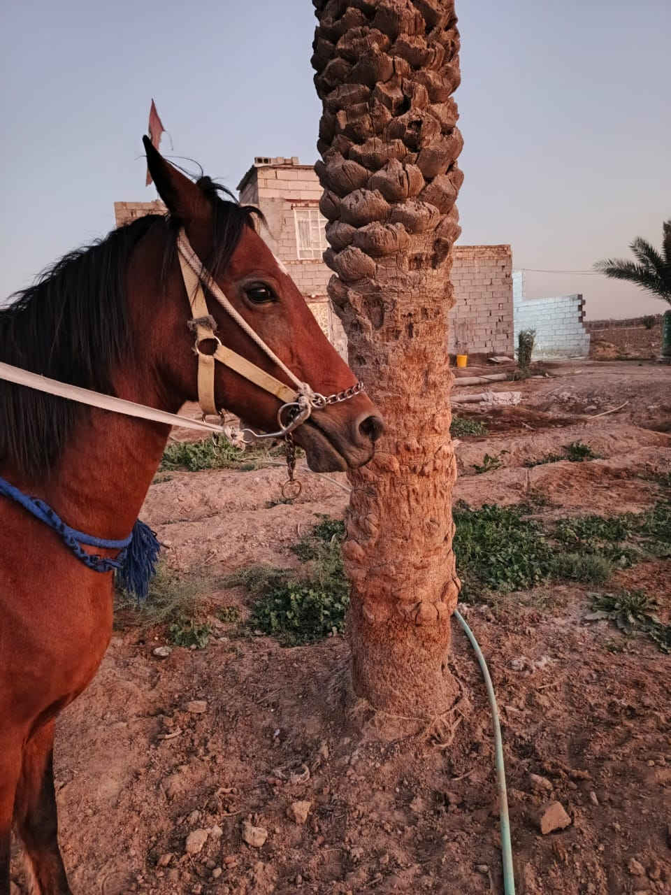 فرس مع مهره البيع سعر مليون ٩٠٠ بيه مجال  عنوان الديوانيه *********** تواصل عل واتساب مكلف بل نشر
