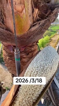 الضلاعيه • كوخ